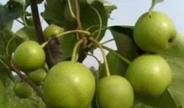 梅江大白梨爆料视频,梨中珍品背后的故事